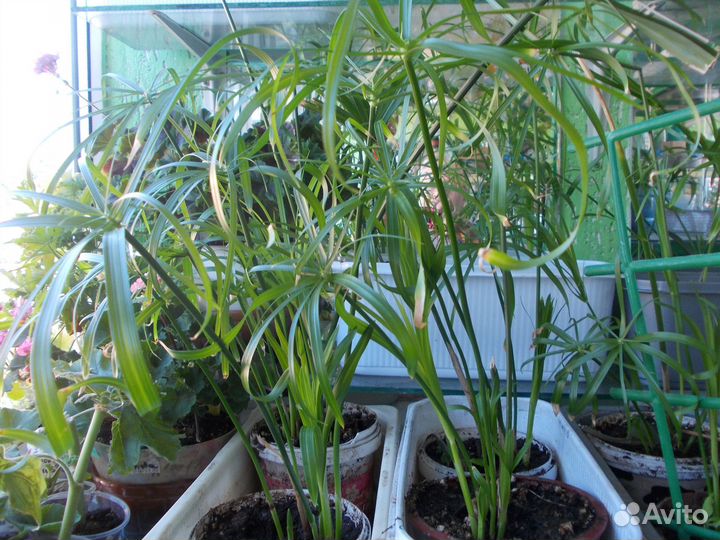 Алоэ вера и Циперус