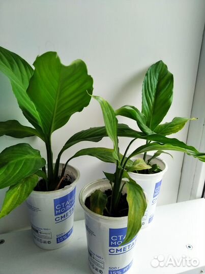 Женское счастье 