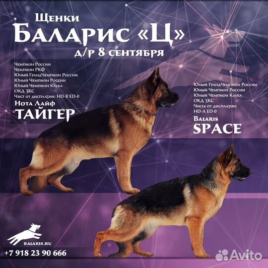 Немецкая овчарка