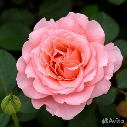 Роза шраб Лоран Каброль - саженцы зкс, Сады Урала