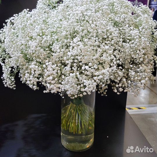 Гипсофила Букет из гипсофилы 5 9 15 25 51 101