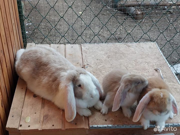Кролики породы французский баран