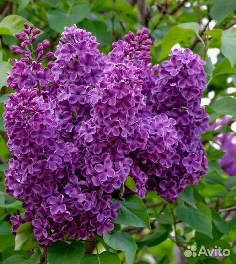 Сирень сортовая