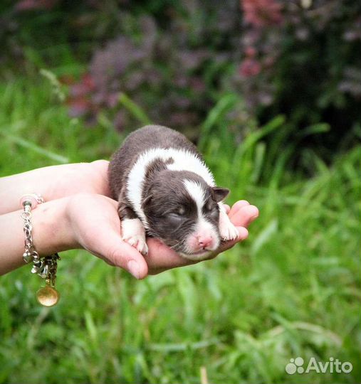 Щеночки австралийской овчарки, аусси