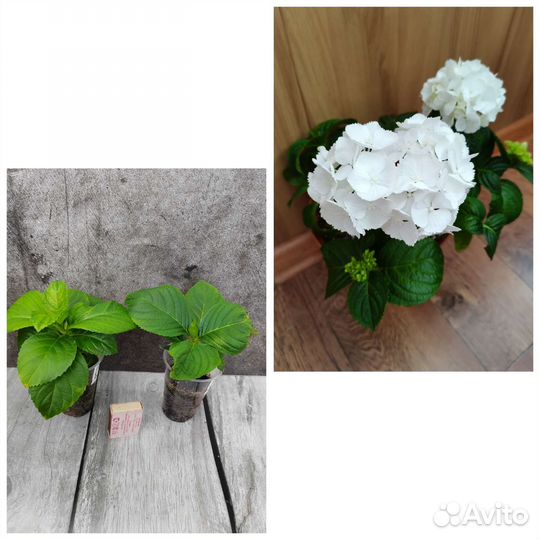 Гортензия крупнолистная