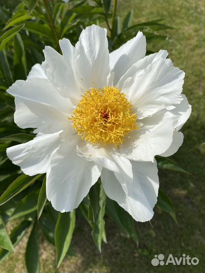 Пионы Moon of Nippon