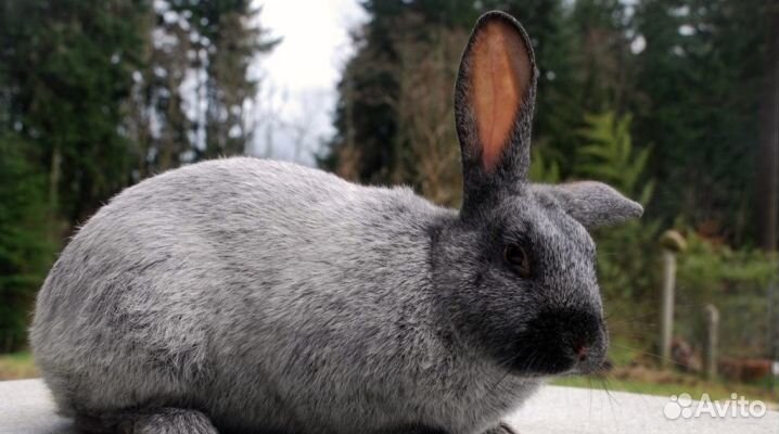 Комбикорм для кроликов