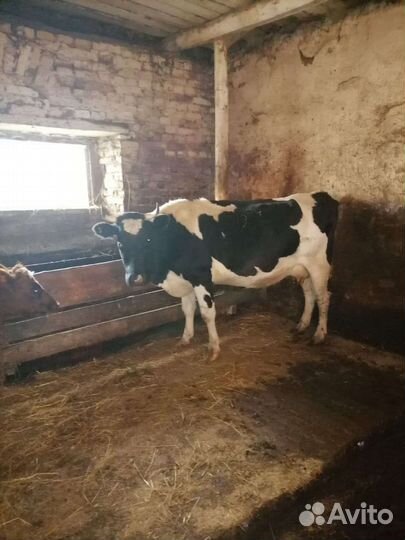 Корова Тёлки