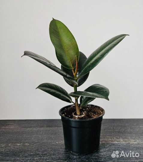 Фикус каучуконосный большой