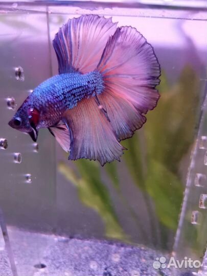 Петушок (Betta, бойцовая рыбка)