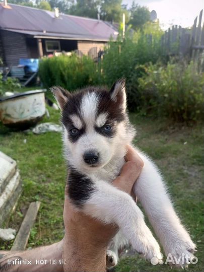 Щенки сибирской хаски