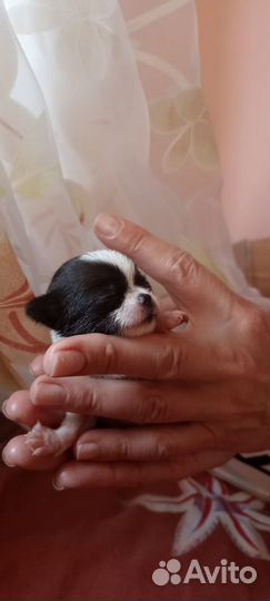 Чихуахуа мини