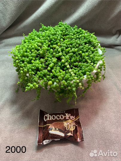 Комнатные растения цветы