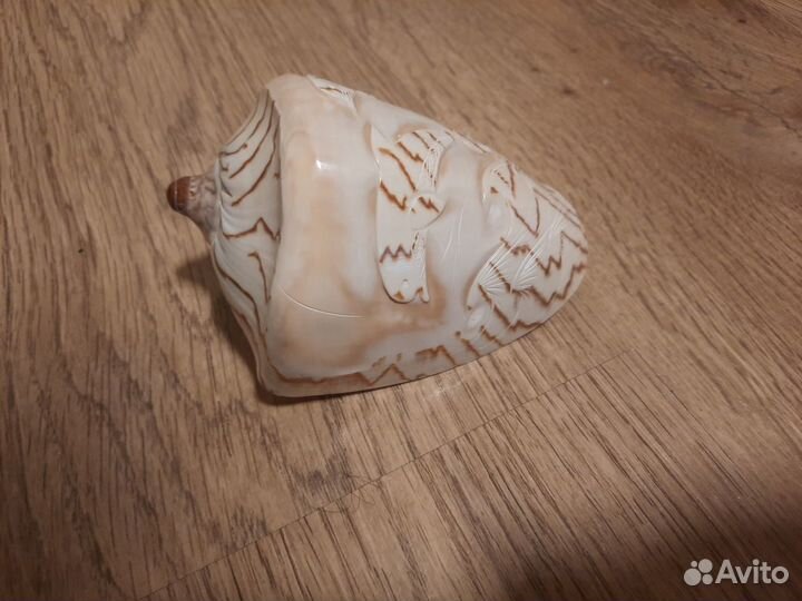 Ракушка большая с резьбой