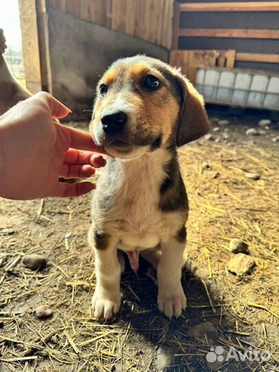 Щенки ищут дом