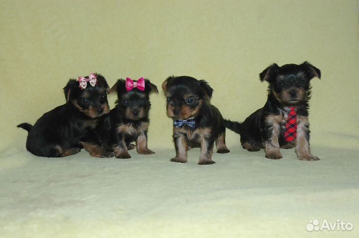 Продам щенков йорки