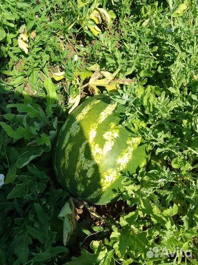 Арбуз
