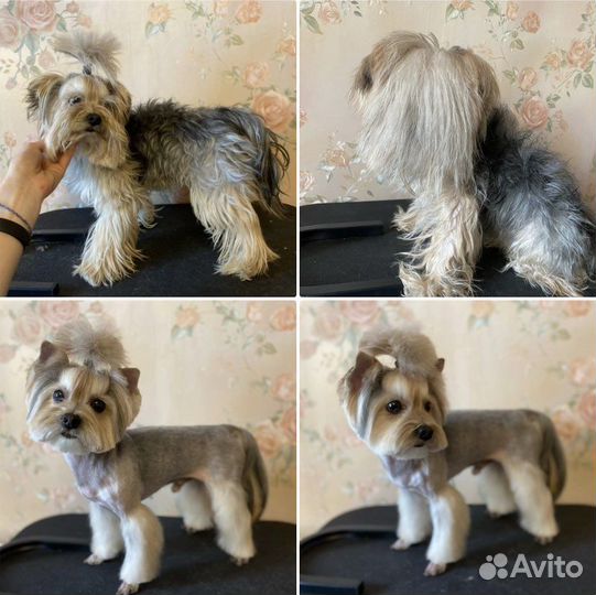 Груминг собак и кошек (Пашино)