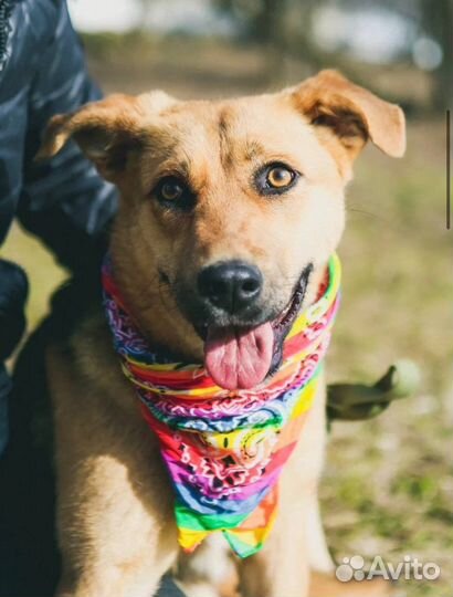 Собака Тыковка ищет дом из приюта