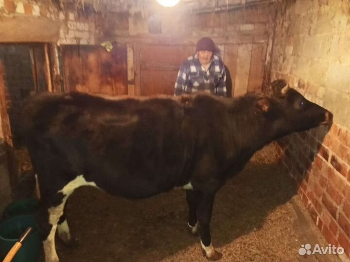 Бычки и телята