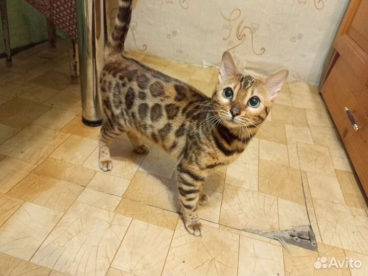 Бенгальская