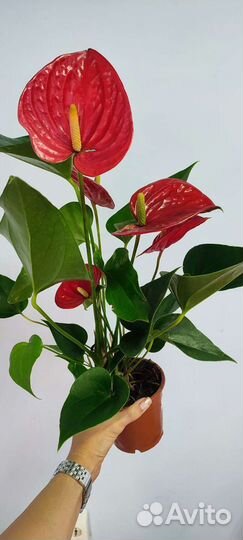 Антуриум красный