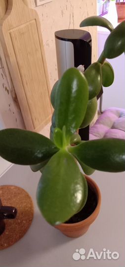 Денежное дерево