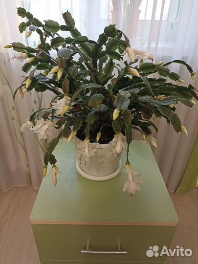 Цветок декабрист