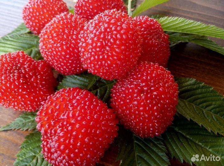 Саженцы жёлтых, красных и синих слив, малина