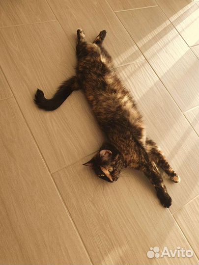 Кошки коты в добрые руки