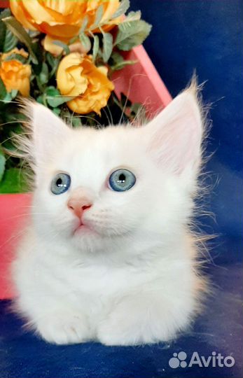 Котята манчкин