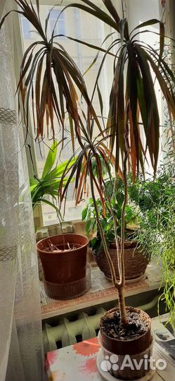 Хатиора, декабрист, драцена