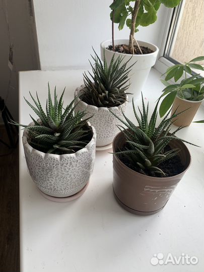 Кактусы и суккуленты