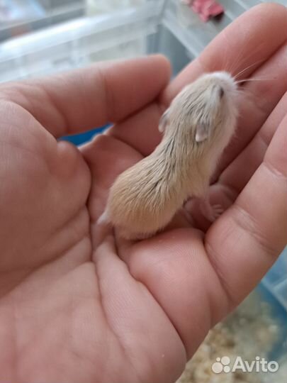 Хомячки Роборовского