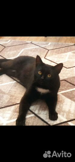 Отдам котика в добрые руки
