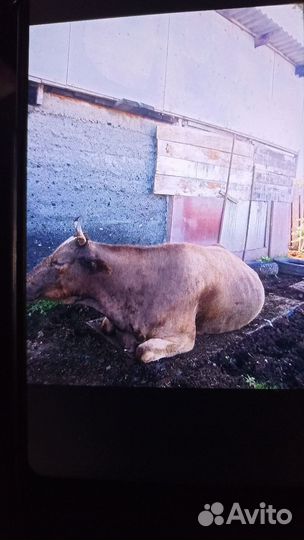 Продам коров