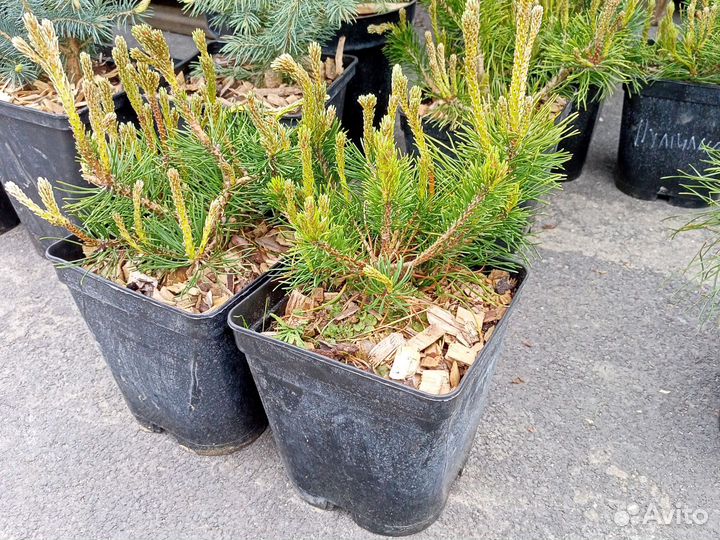 Сосна горная пумилио