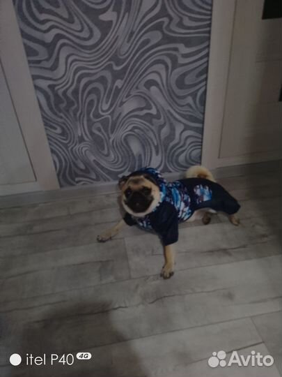 Продам мопса