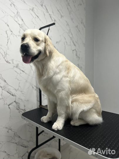 Стрижка собак и кошек всех пород