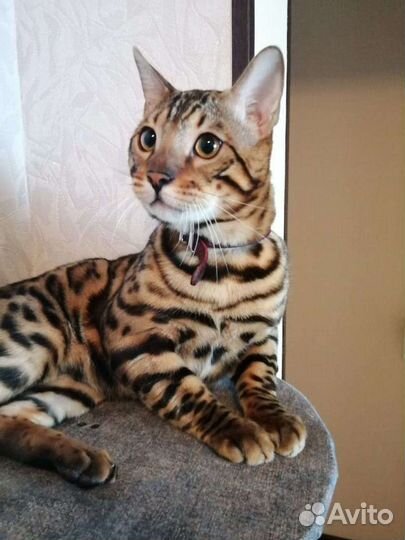 Бенгальский кот на вязку
