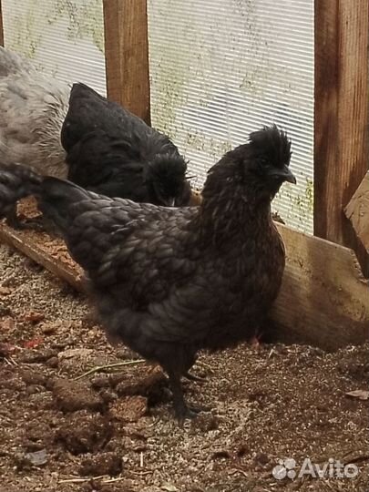 Куры, молодняк 2-3 месяца. Инкубационный яйца