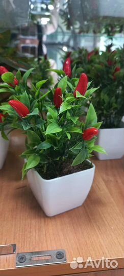 Декоративные цветы в горшках