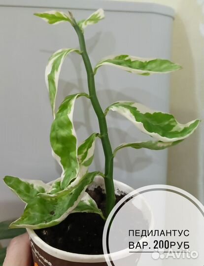 Комнатные цветы
