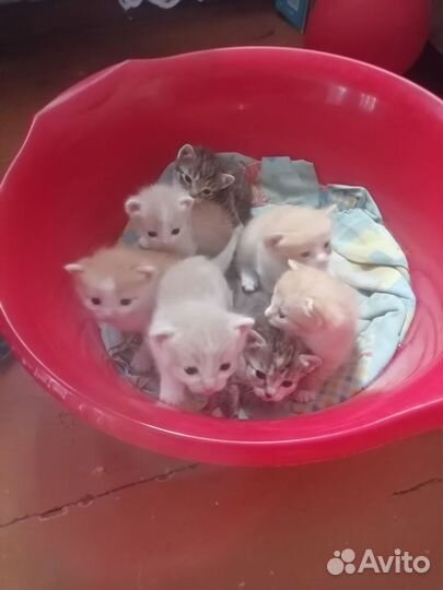 Британская кошка