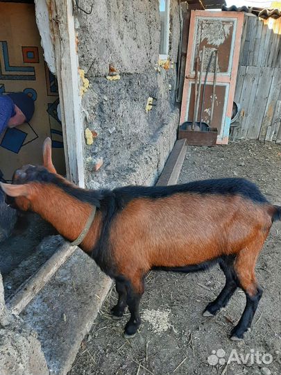 Чешский козел