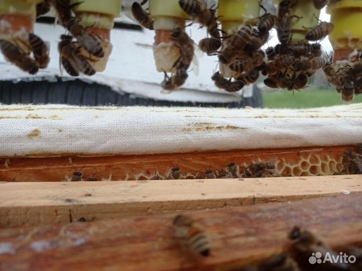 Не плодные пчеломатки Карника Пешец