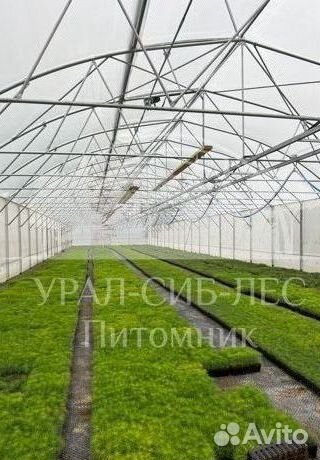 Голубая ель зкс сеянцы