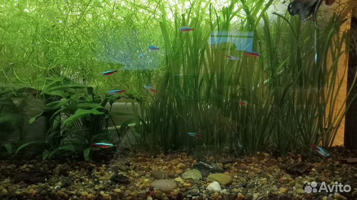 Аквариум с рыбками