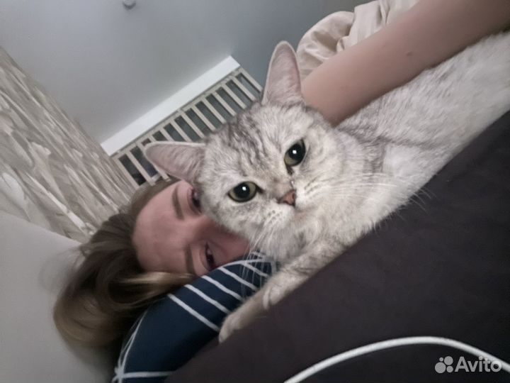 Кошка британка