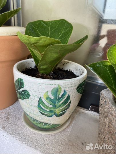 Фикус лирата бамбино